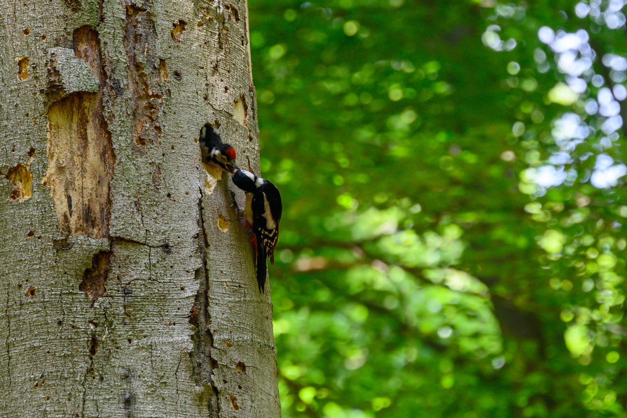 Woodpecker – its feeding time