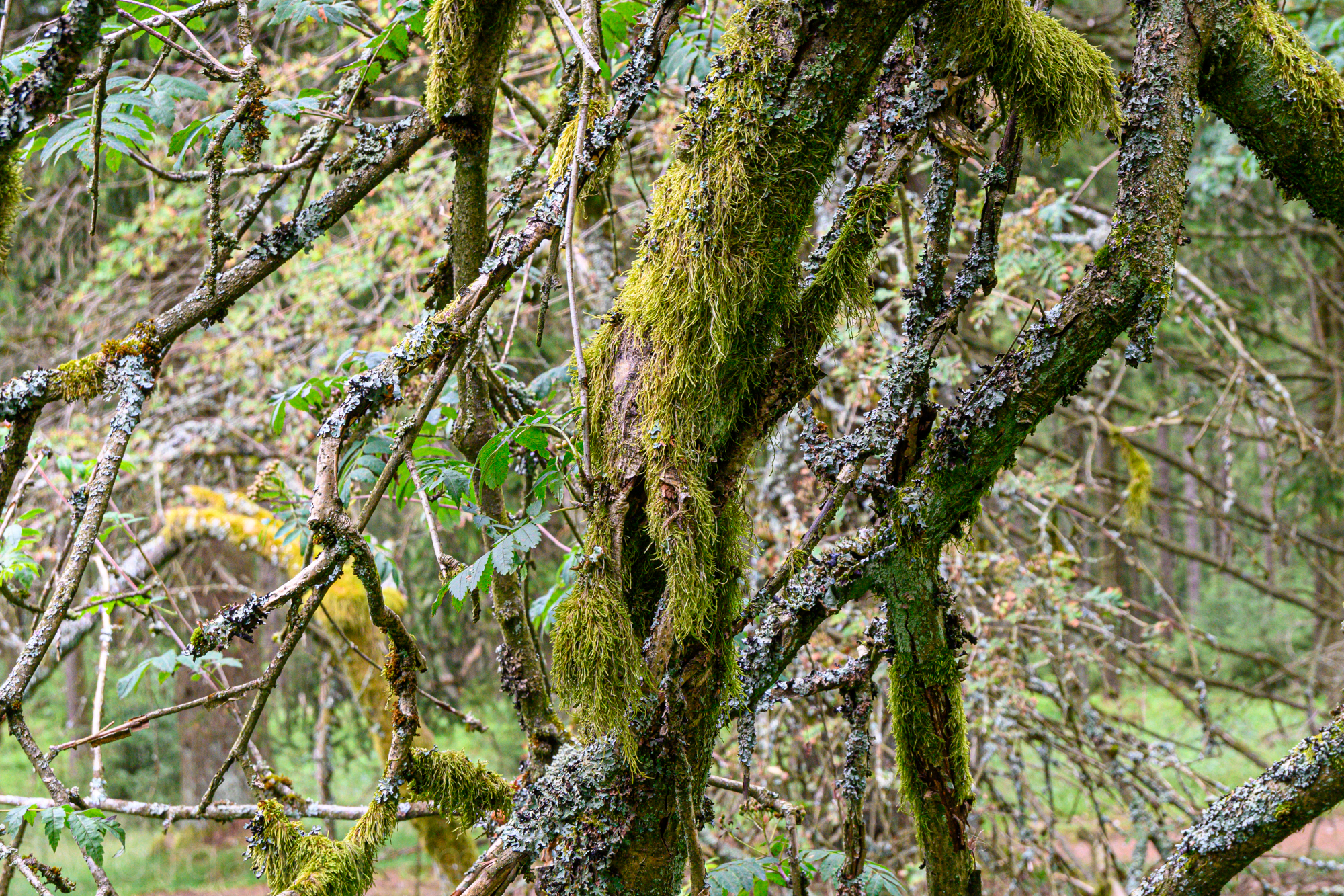 20200705-120541-wt-Taunus-0012.jpg 20200705-120541-wt-Taunus-0012.jpg