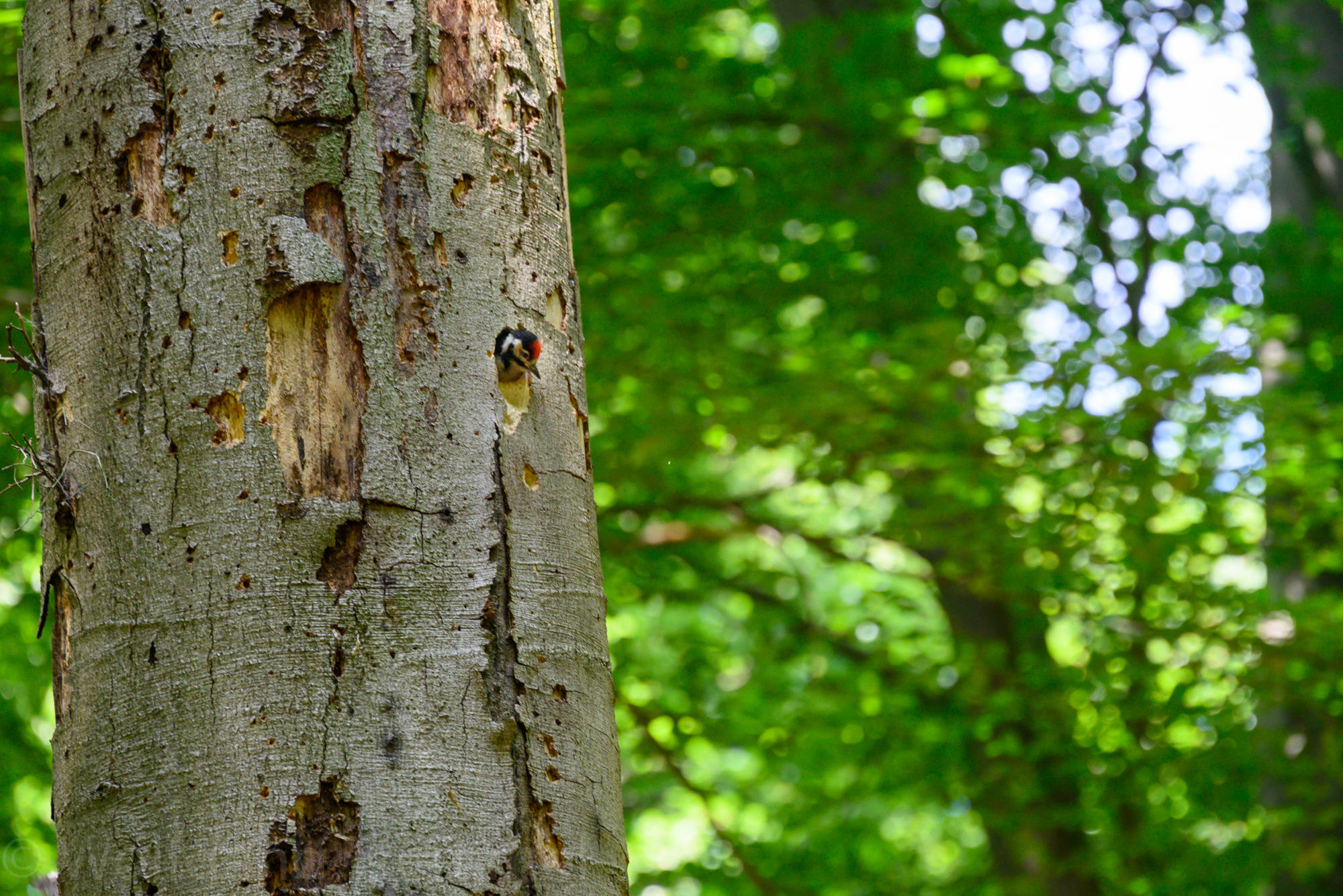 Zoom in 20220602-125128-wt-Arnhem-0164.jpg