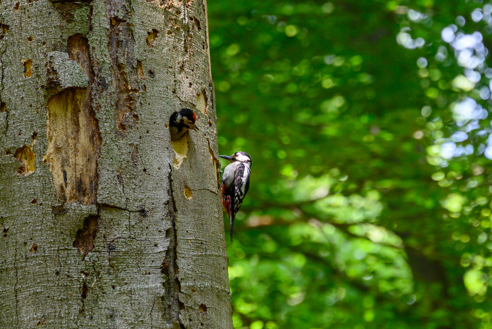 Vergrößern 20220602-125125-wt-Arnhem-0177.jpg