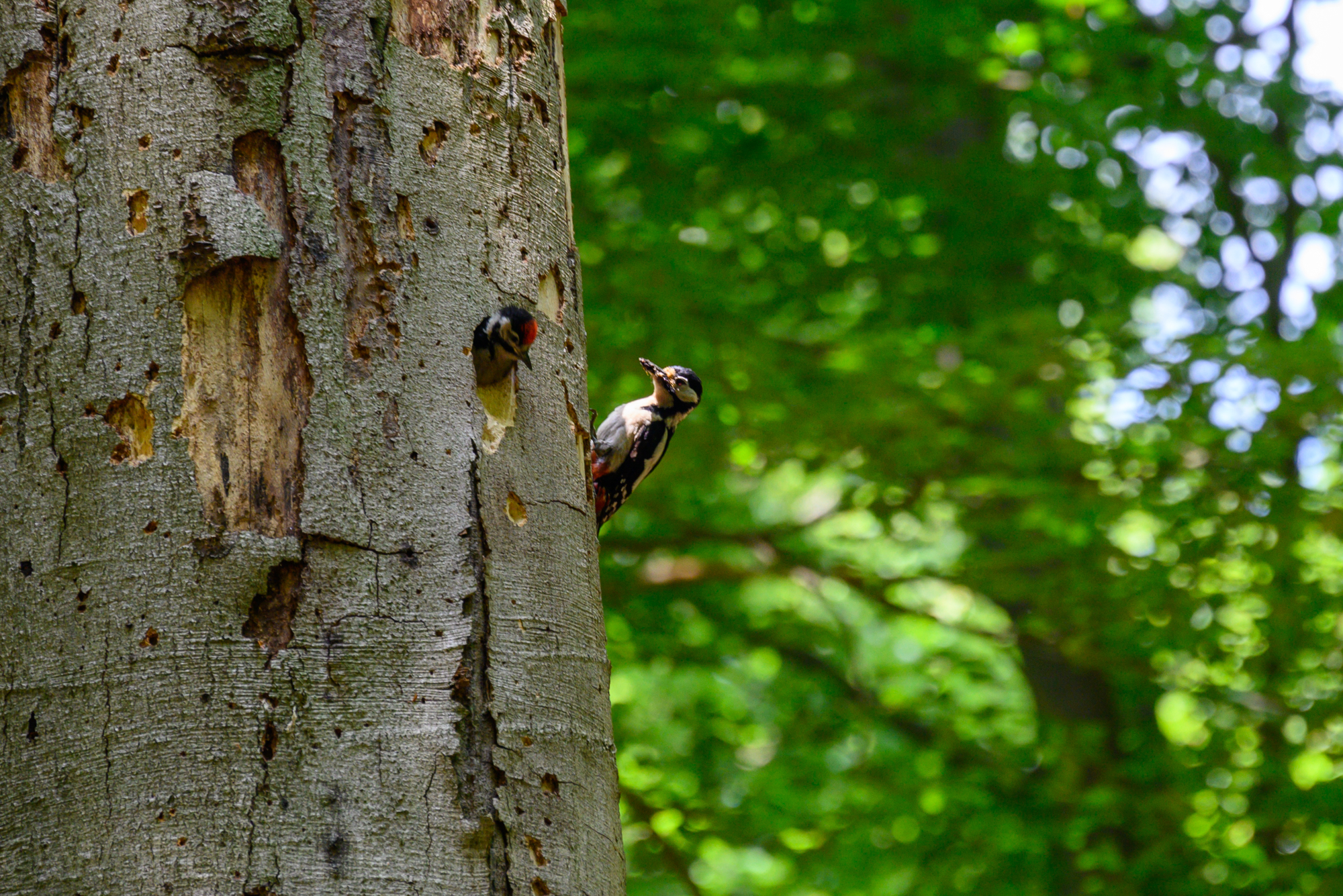 Zoom in 20220602-125119-wt-Arnhem-0159.jpg