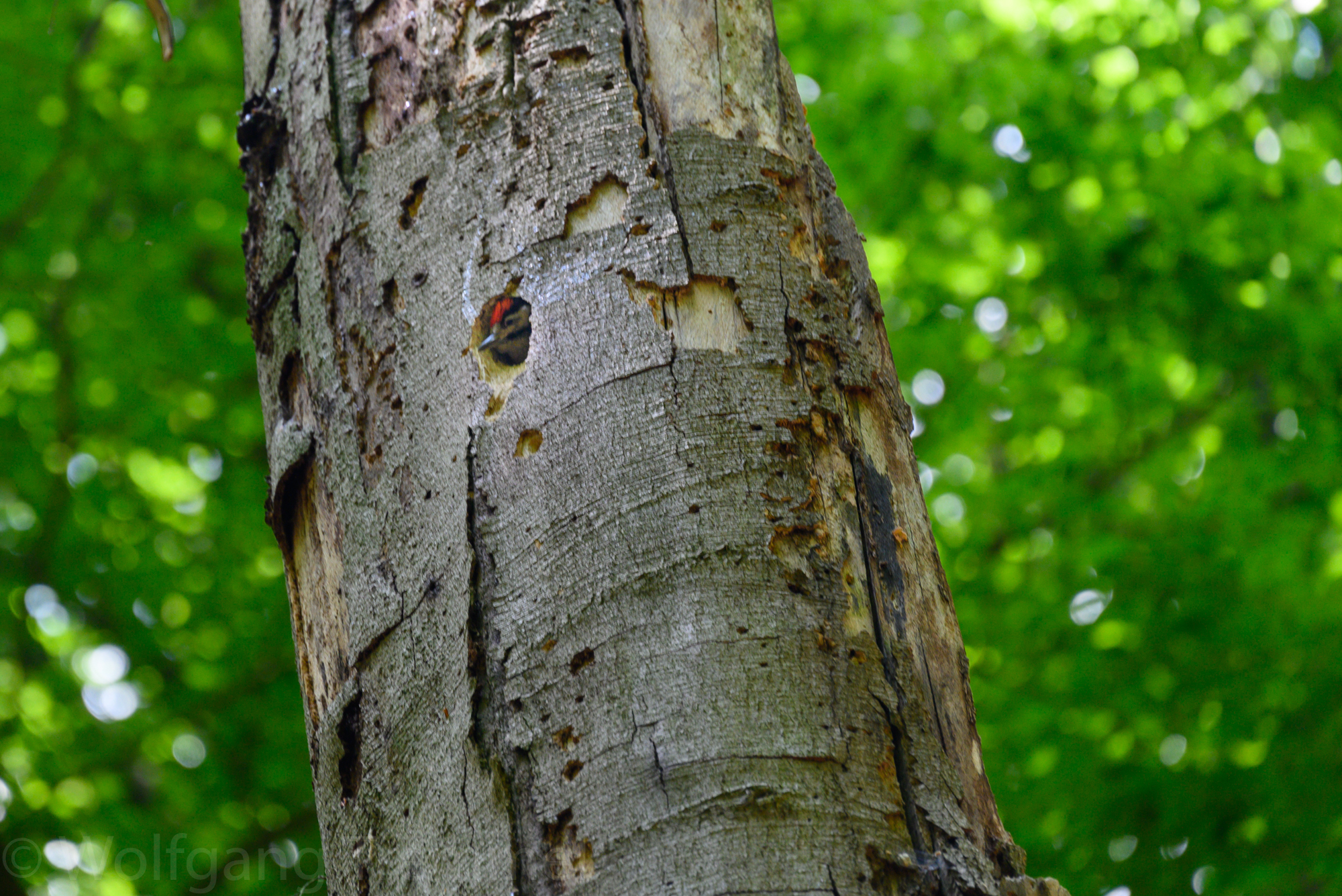 Zoom in 20220602-124921-wt-Arnhem-0154.jpg