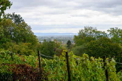 Zoom-In 20201004-120420-wt-Lohrberg-0040.jpg