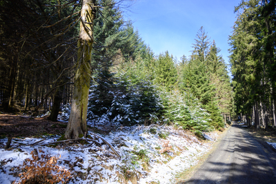 Vergrößern 20210320-114213-wt-Taunus-0007.jpg