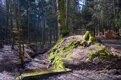 Vergrößern 20210320-112150-wt-Taunus-0003.jpg