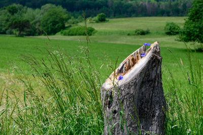 Vergrößern 20210609-124124-wt-Merzhausen-0009.jpg