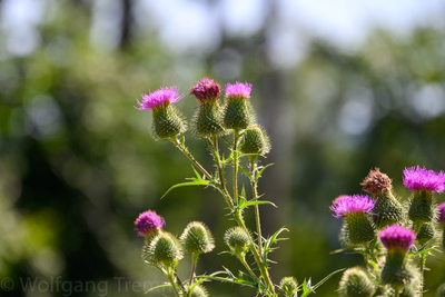 Vergrößern 20210718-112053-wt-Buchfinkenland-0005.jpg