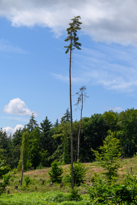 Zoom-In 20220626-120559-wt-Taunus-0030.jpg